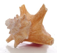 Coquillage naturel carapace