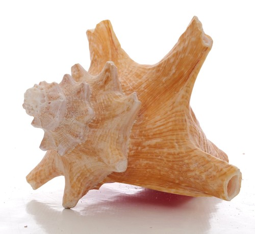 Coquillage naturel carapace