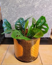 🪴  ... JOLI CACHE POT