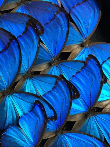 50x morpho didius pérou - 50x,