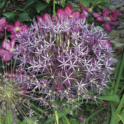 Allium christophii ail - allium, /