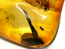 PIECE AMBRE 4 insectes cadeau