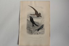 Gravure BUFFON Martinet Hirondelle Oiseaux XIXe siècle (65590)