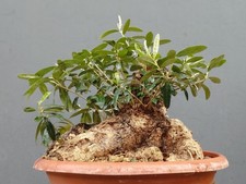Bonsaï olivier 25 x 23 cm en