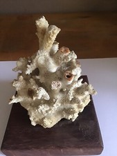 Corail Blanc Sur Socle En Bois