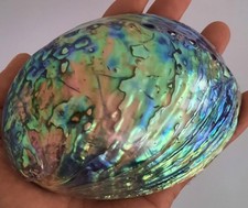 curiosité , taxidermie ,Coquillage : Gros Ormeau Bleu