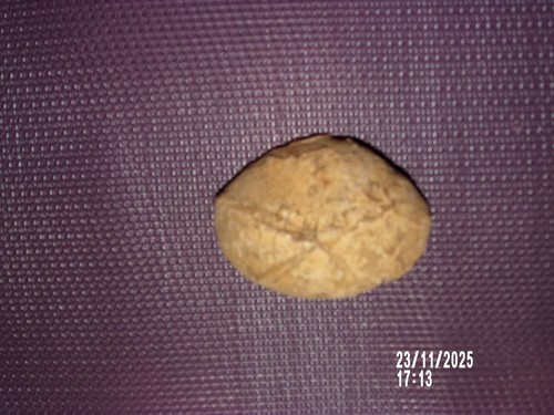 Oursin fossile dimensions - dimensions, 52