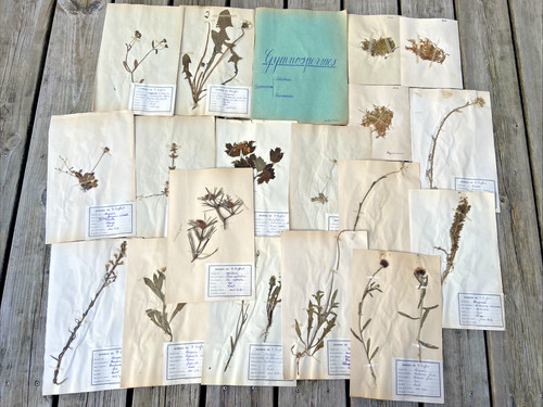 Herbier ancien - 🌿18,