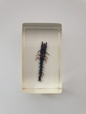 Insecte inclusion résine -