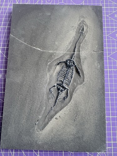 Reptile marin fossile - reptile, marin-🦎fossile