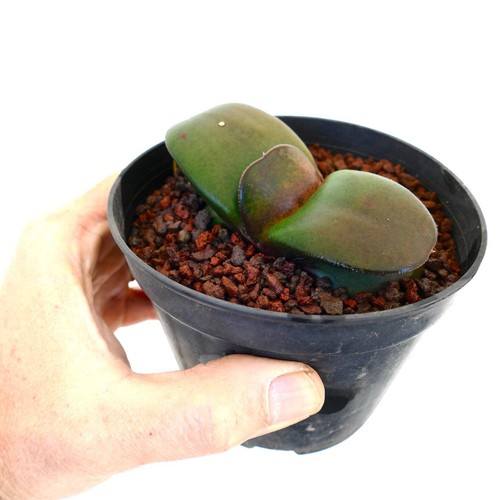 Gasteria pillansii - , cv