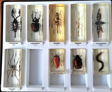 Véritable Insecte Dans