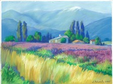 champs de lavande en provence