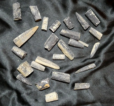 Lot 27 Rostres de bélemnite