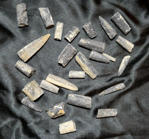 Lot rostres bélemnite - rostres, de