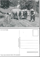 Neuveglise ramassage pommes de terre famille bruges