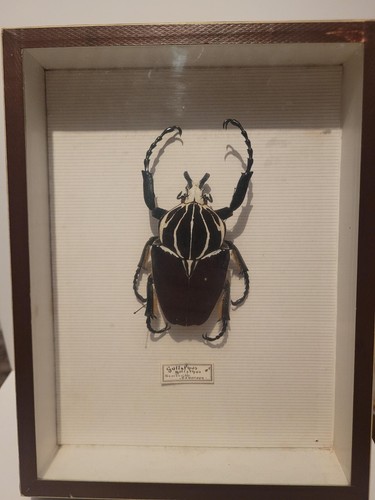Insecte goliathus goliatus - goliathus,