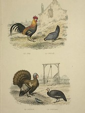COQ Poule DINDON Pintade GRAVURE Oudet EDOUARD TRAVIES Oiseaux XIX°