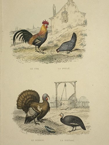 Coq poule dindon - coq, pintade