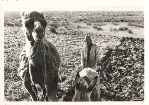 Ancienne photo 1960 maroc - photo,