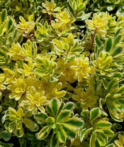 Sedum kamtchaticum the edge - kamtchaticum, 'the