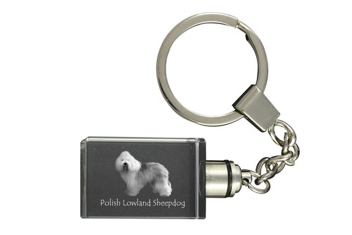 Chien pologne pon - de, :