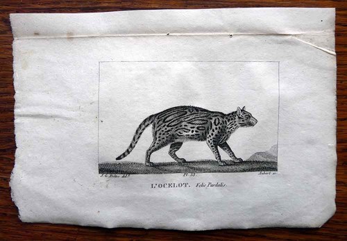 Gravure animalière xix - gravure,