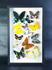 Collection papillons du - papillons,