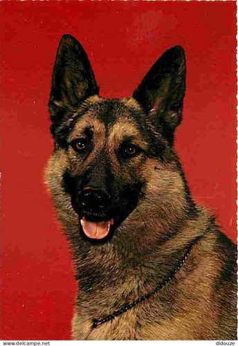 Carte postale animaux - postale,