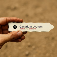 Canarium ovatum SEEDS -
