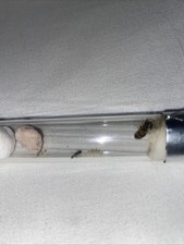 colonie de fourmis(liasus Emarginatus)