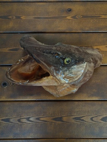 Taxidermie vintage tête - , de