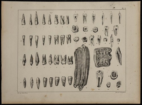 1839 planche anatomie - -, d'anatomie