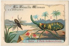 Carte Chromo-MoucheTsétsé-Porte.lanterne chinois-Insectes Nuisibles-D.bis.11