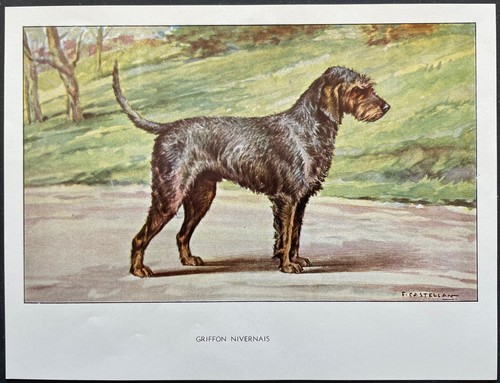 Griffon nivernais reproduction - griffon,