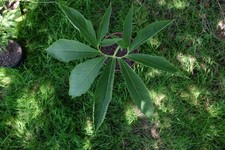 Sauromatum venosum 1 Bubille- Plante Rare