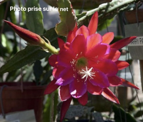 Epiphyllum harry paetz - harry,