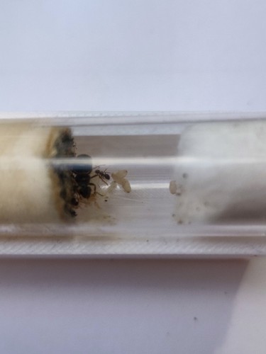 Lasius niger jeune - 🐜,