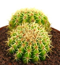 Echinocactus grusonii var
