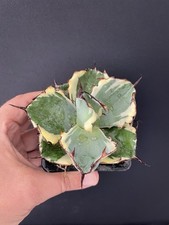 Agave Titanota "Black Blue