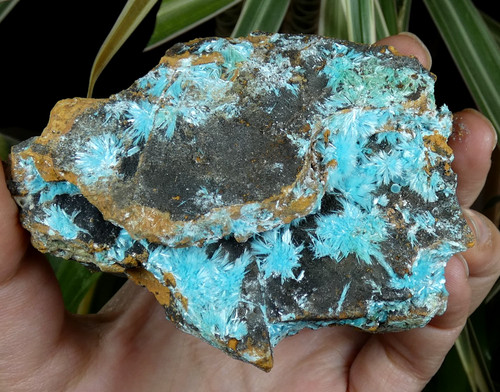 Cristaux aurichalcite bleu - cristaux,