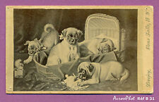 CDV LOVEJOY À NEW-YORK : ANIMAUX,  LES 4 JEUNES CHIENS & COUFFIN EN OSIER - B31