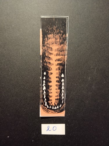 Data east jurassic - -,