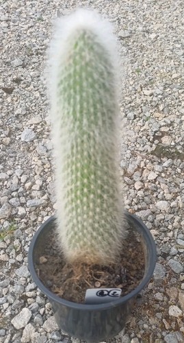 Cactus cleistocactus - ,
