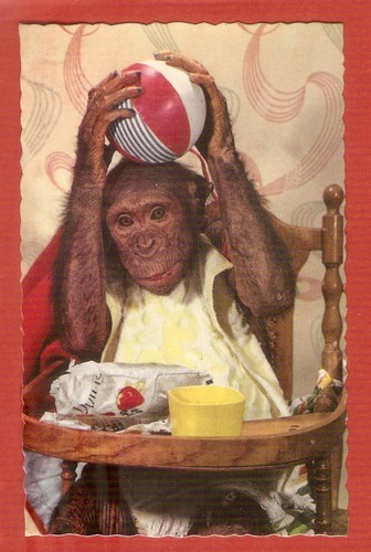 Chimpanze carte postale - ,