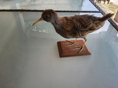 Taxidermie ancienne - taxidermie,