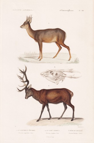 Hirsch reh cerf muntjaks - hirsch,
