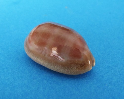 Cypraea carneola - , f+++
