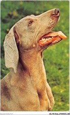 AILP8-0806 - CHIEN - braque de weimar