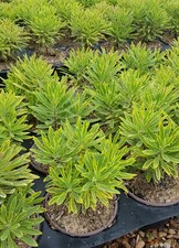 Euphorbia x martinii 'Ascot